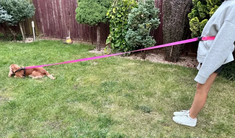 Smycz dla Psa z Amortyzatorem 480cm RÓŻ NEON Regulowana HandsFree Made in Poland