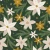 1320_Golden Evergreen.webp